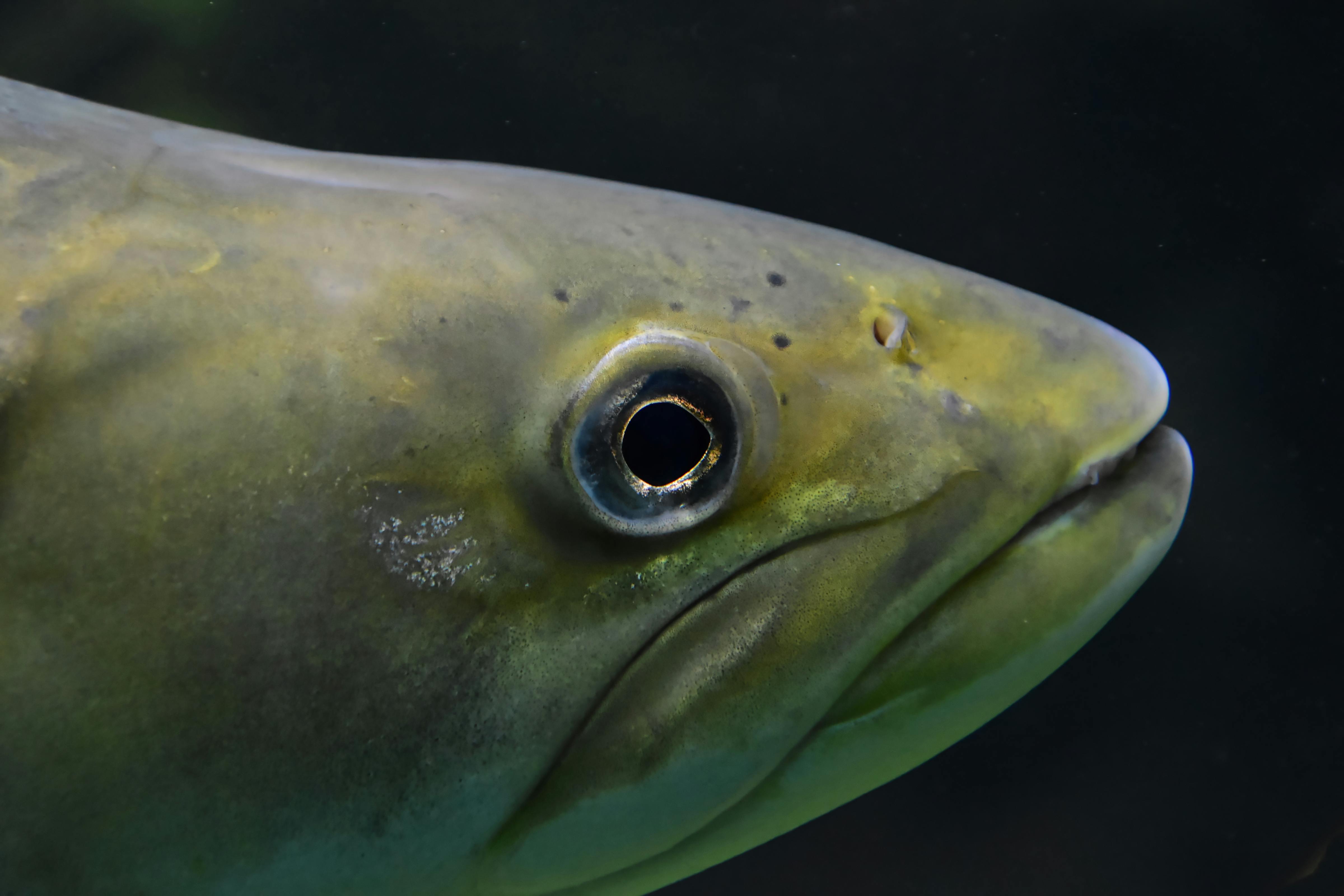 Detailed close-up photo of fish head and eye, capturing aquatic life essence.