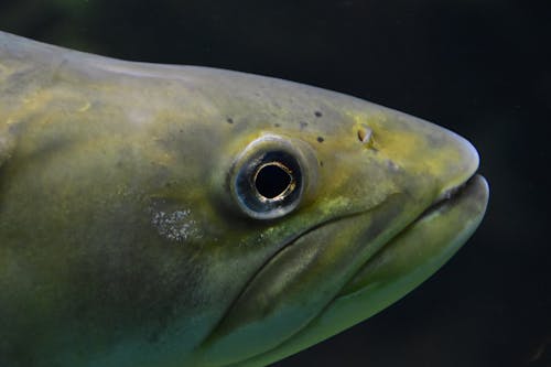 Close up of Fish Head