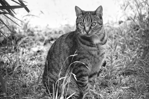 Little Cat in Grass Among Black and White