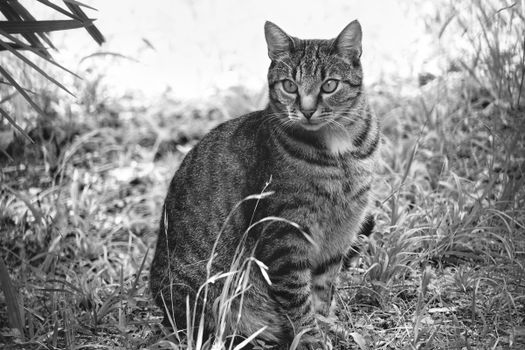 A black and white photo of a tabby cat sitting in grass, exuding a serene ambience.