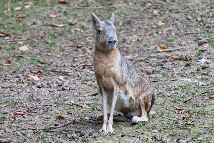 Close Up Of Patagonian Mara