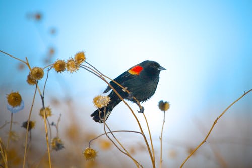 Red wingblack bird