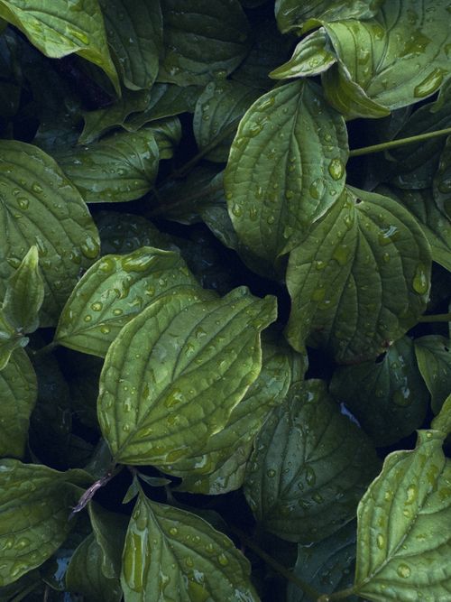 Free A detailed view of vibrant green leaves covered in dew drops, capturing nature's fresh essence. Stock Photo