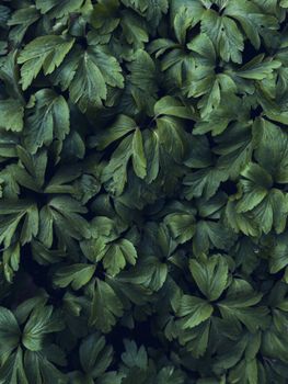 Vibrant close-up of fresh parsley leaves showcasing natural beauty.