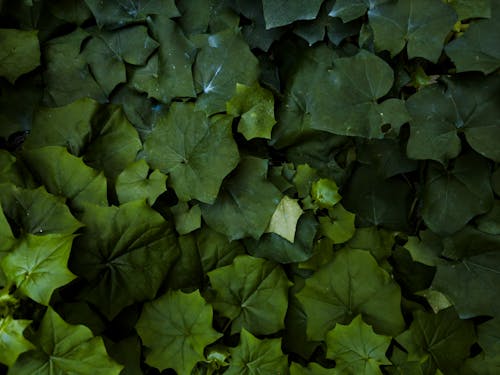 Top View of Green Leaves