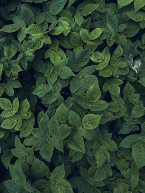 Green Leaves of Plants