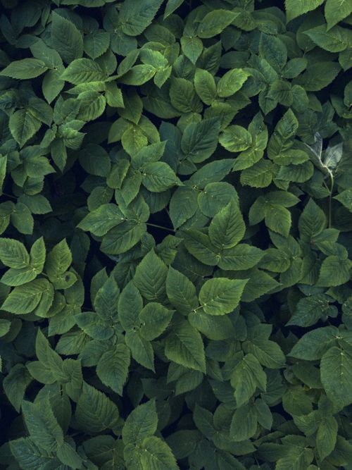 Free A vibrant collection of green leaves viewed from above showcasing natural patterns and textures. Stock Photo