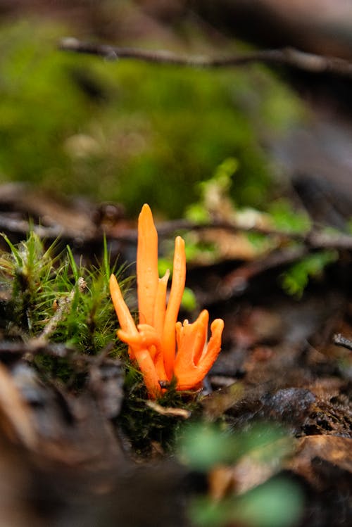Kostenloses Stock Foto zu fungi, giftige feuerkoralle, natur