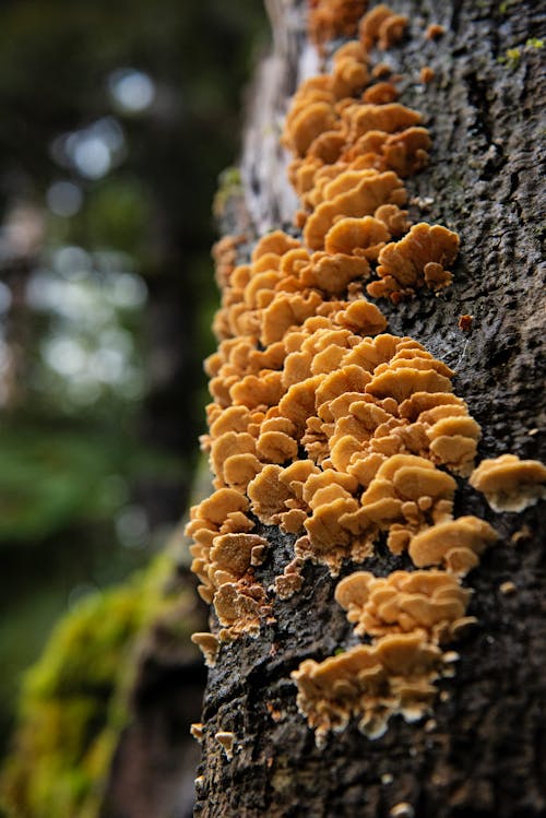 False Turkey Tail Mushrooms on Tree