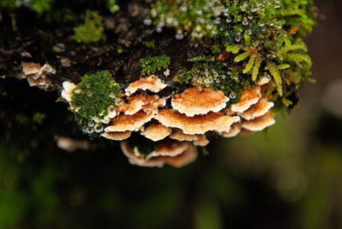 Brown Mushrooms in Forest