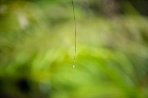 Foto d'estoc gratuïta de aigua, bosc, caiguda de pluja