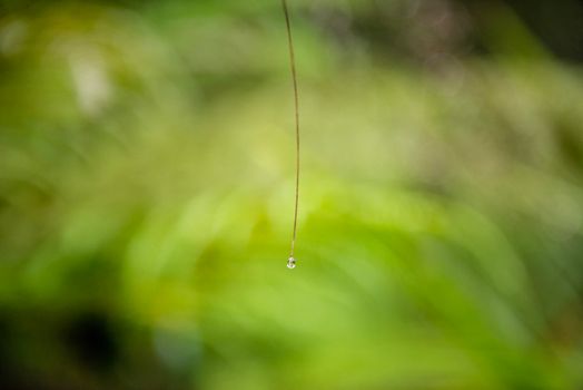 Macro shot of a water droplet on a slender branch with a green blurred forest background.