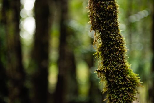Detailed close-up of moss on a tree in a lush forest environment.