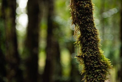 Free Detailed close-up of moss on a tree in a lush forest environment. Stock Photo