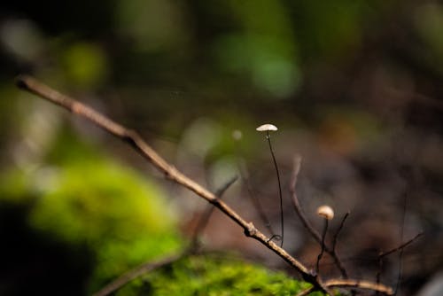 Foto profissional grátis de cogumelo, ecológico, floresta