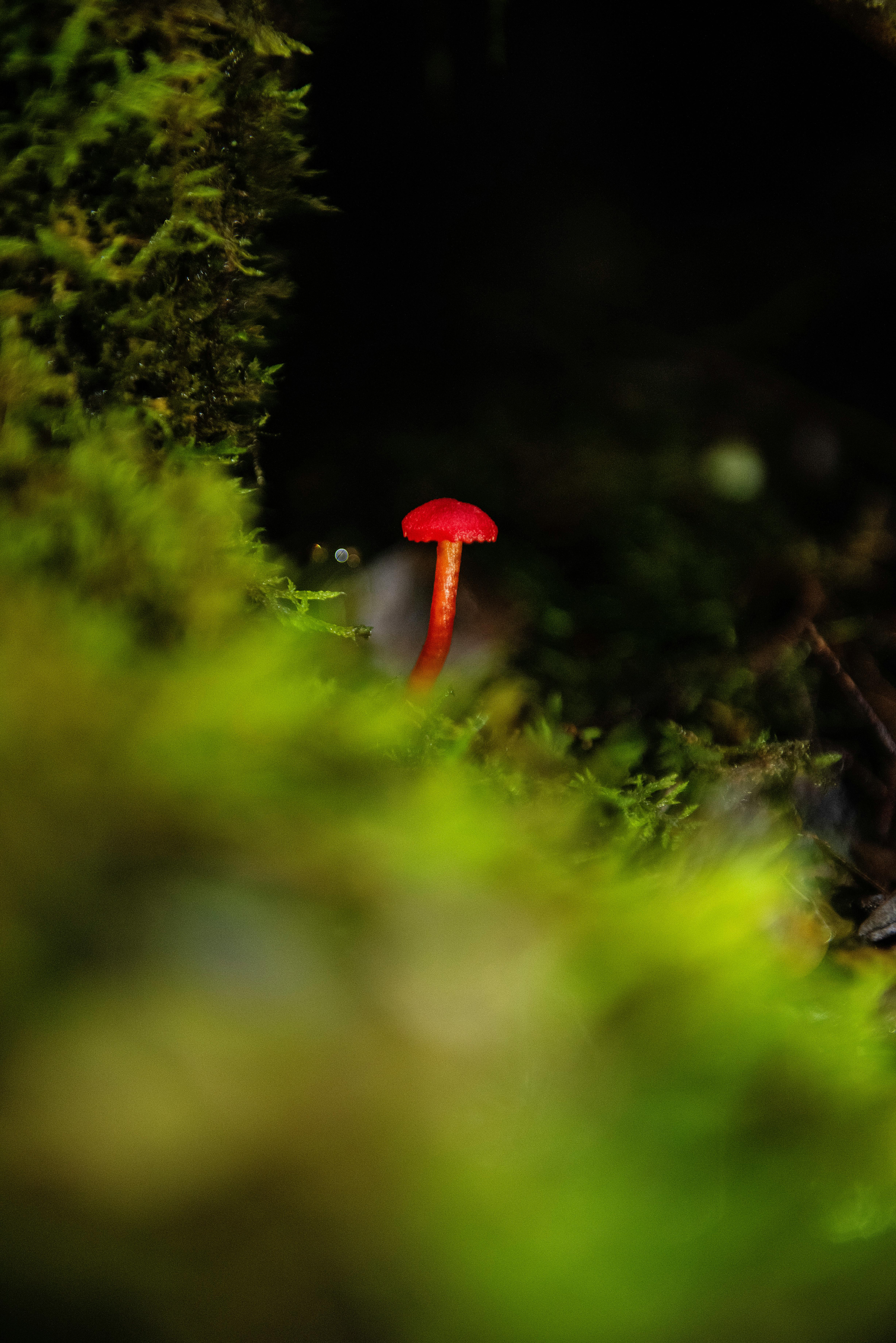 Chanterelle Waxy Cap in Forest · Free Stock Photo