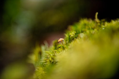 A Little Mushroom Among Grass