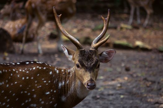 A detailed portrait of a spotted deer with antlers in its natural woodland environment.