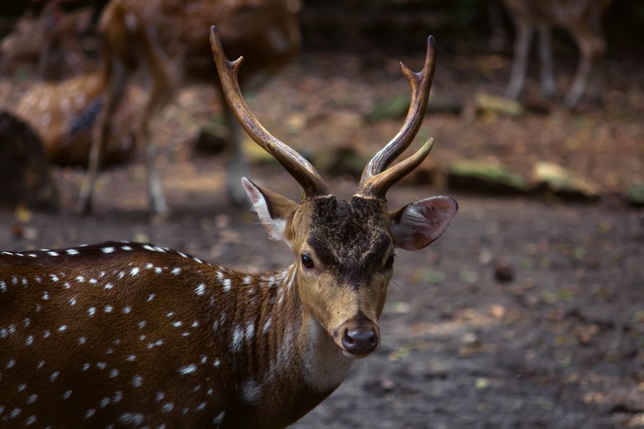 A detailed portrait of a spotted deer with antlers in its natural woodland environment.