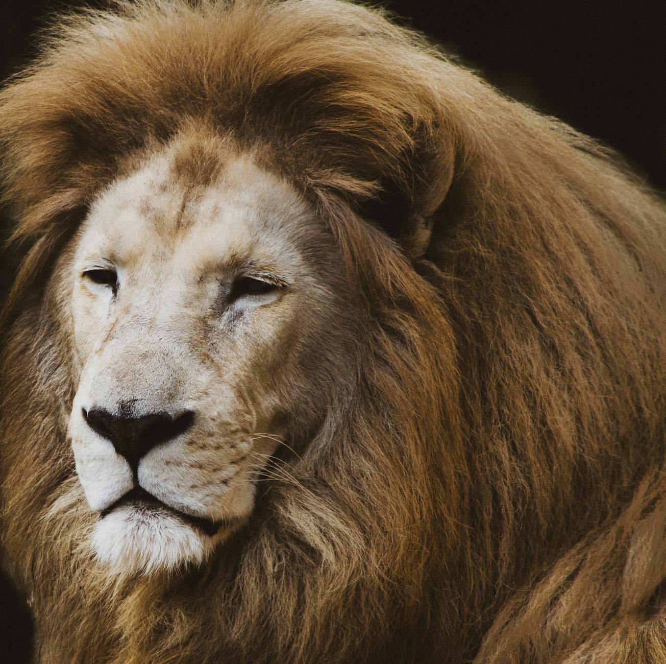 أجمل صور الاسود | Lions Photos Pexels-photo-1749576