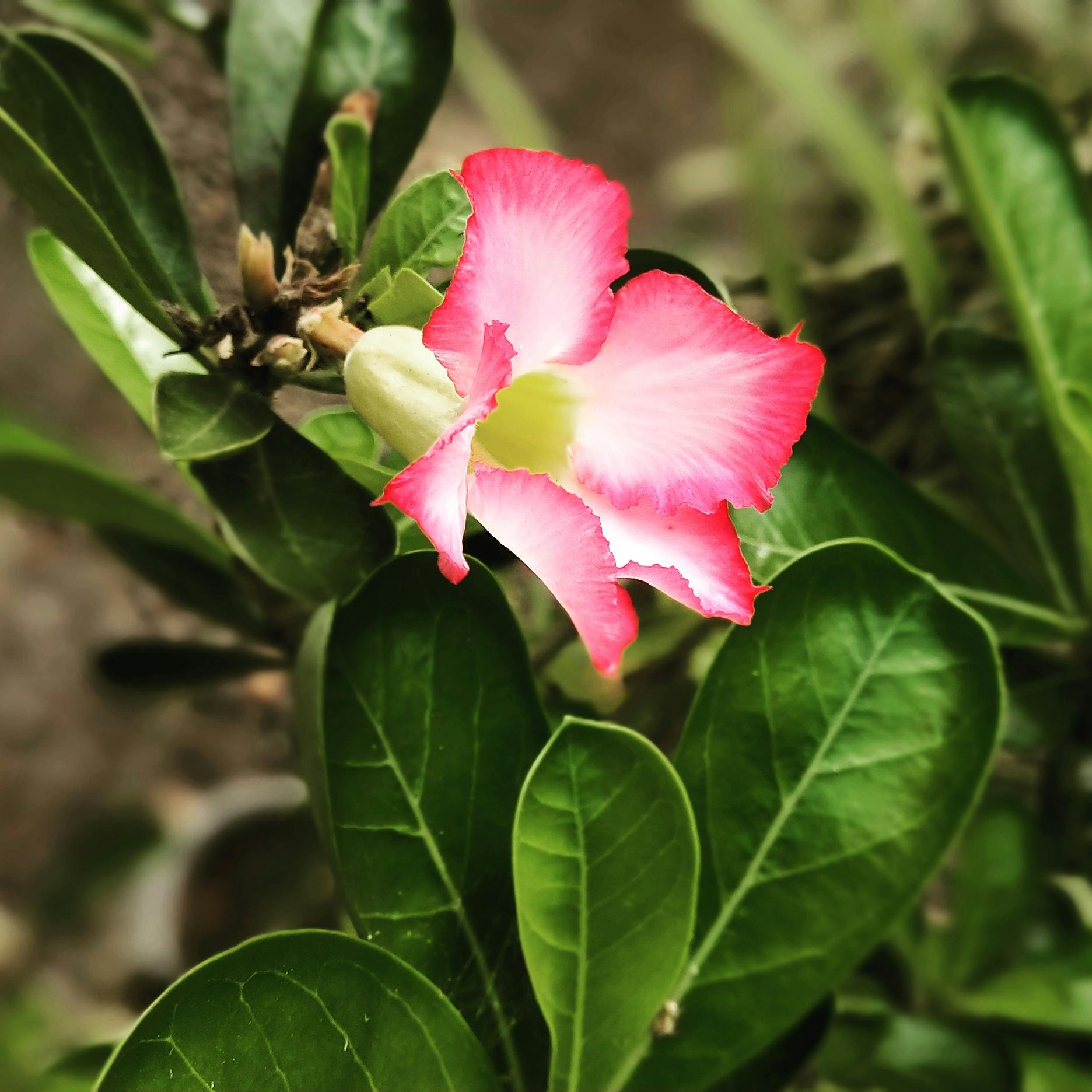 السفر بالقطار إلى لوزان