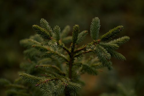 Green Leaves on Evergreen Branch