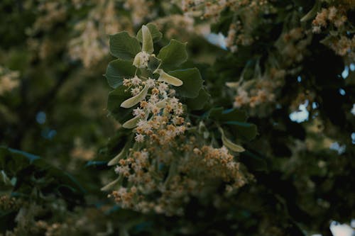 Darmowe zdjęcie z galerii z drzewo błyszczące, flora, kwiaty