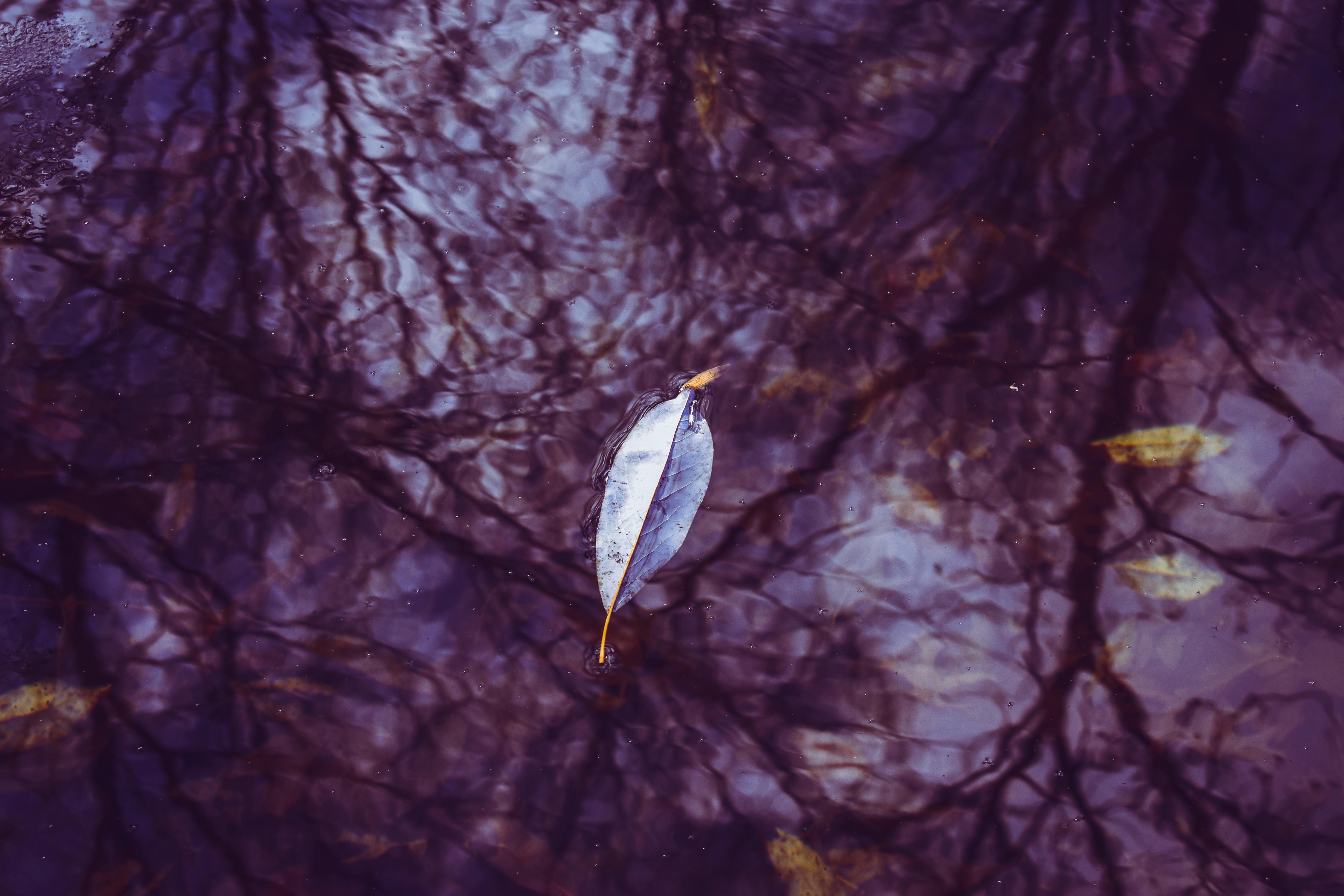 一片孤独的叶子漂浮在平静的水面上，树枝的倒影如梦似幻