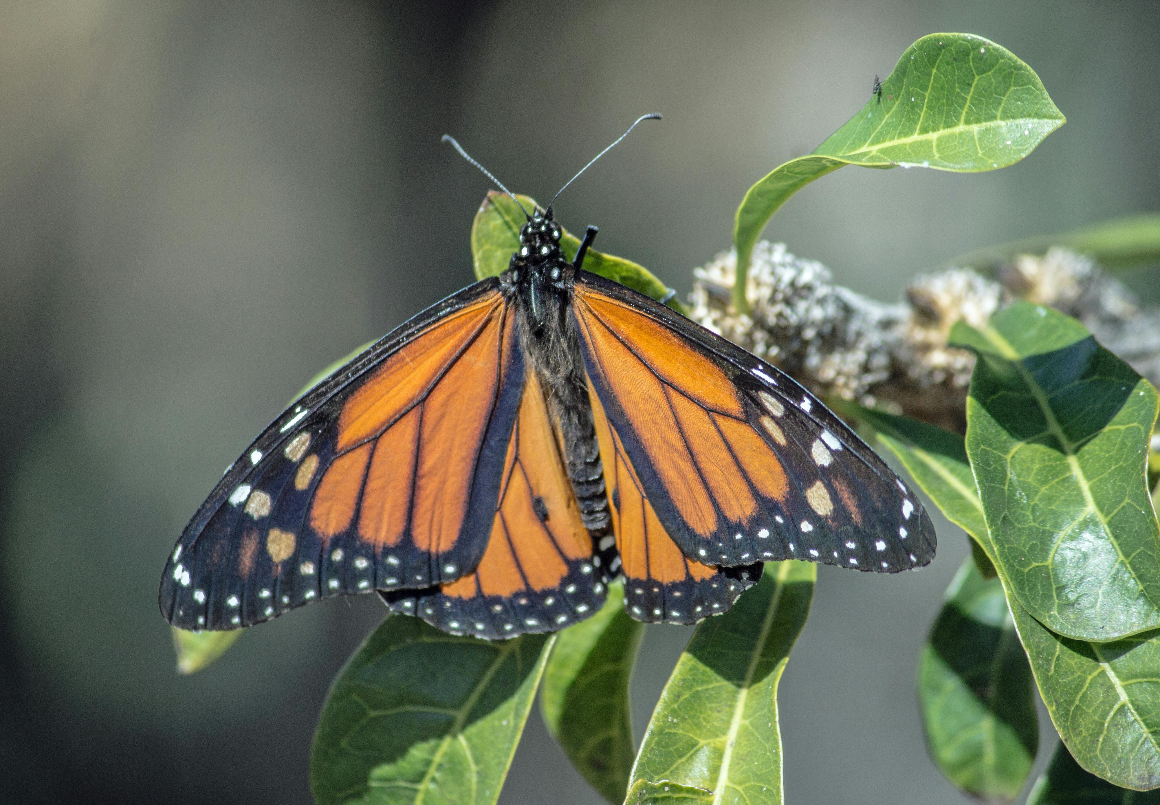 Chrysalis of Monarch Butterfly · Free Stock Photo