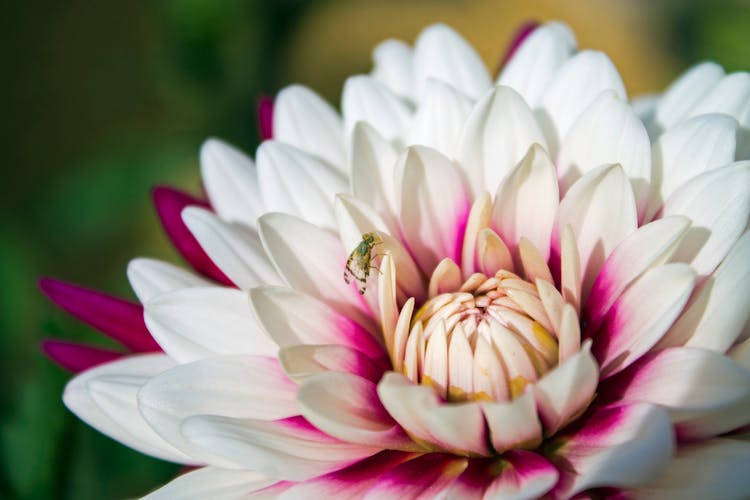 Close-up Of A Fly Sitting On A Pink Dahlia 