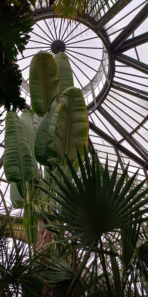 Tropical Plants in Glass House
