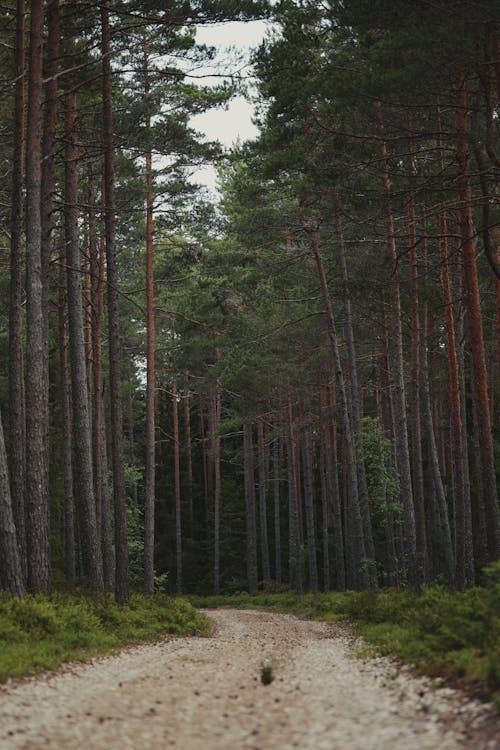 Photos gratuites de à feuilles persistantes, arbres, chemin de terre