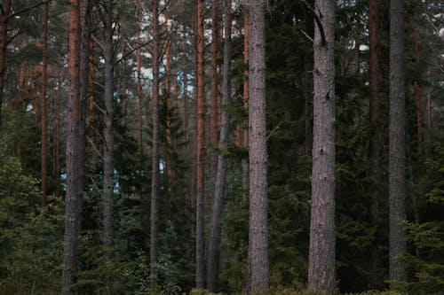 View of a Coniferous Forest