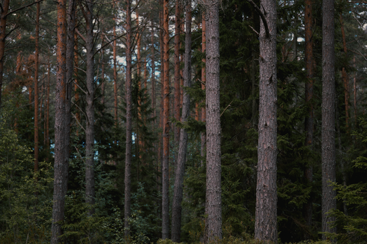 A serene view of a dense evergreen forest featuring tall tree trunks and lush foliage.