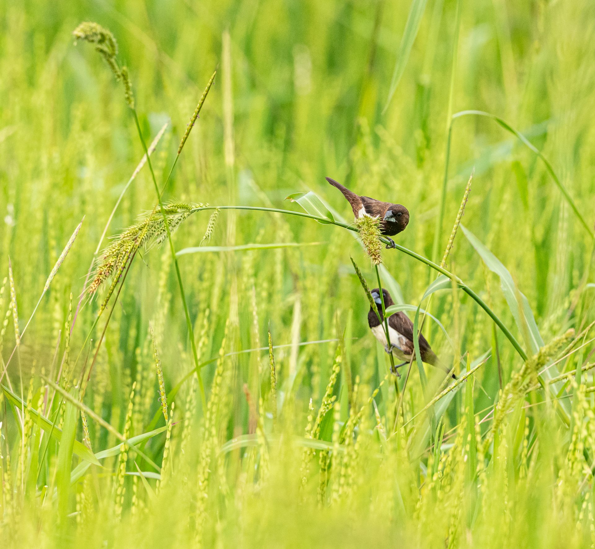 Two small birds on lush green grass in a natural setting, ideal for mobile wallpaper.