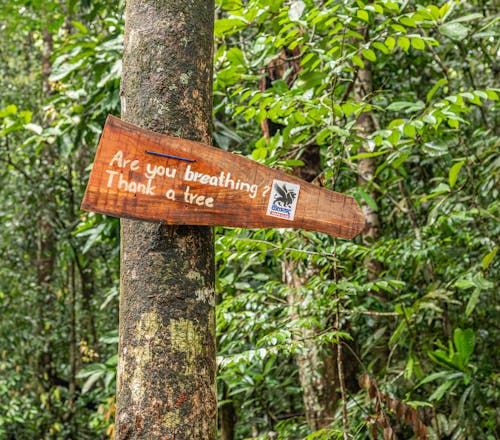 Immagine gratuita di albero, commissione, foresta