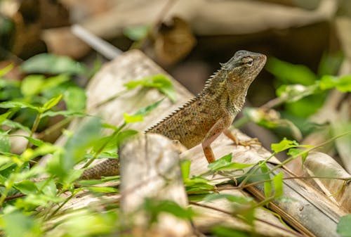 Imagine de stoc gratuită din a închide, fotografie cu animale sălbatice, fotografie de animale