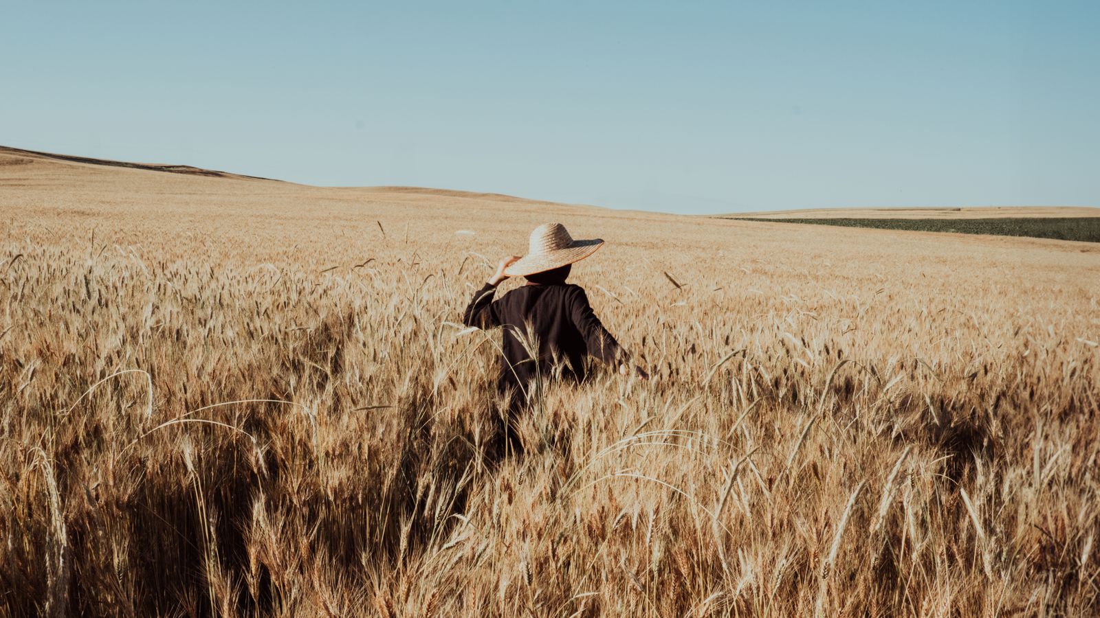 A person in a wide-brimmed straw hat walking through a sunlit grain field. Photo by thecactusena on Pexels.