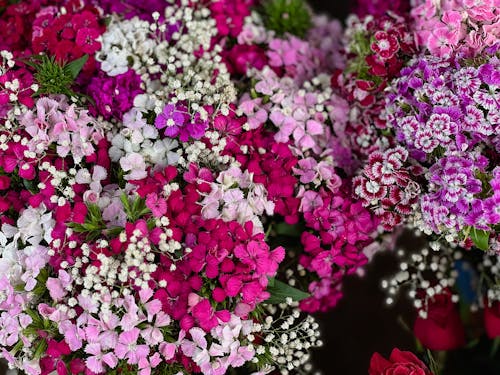 Kostenloses Stock Foto zu aufsicht, blumen, blütenblätter