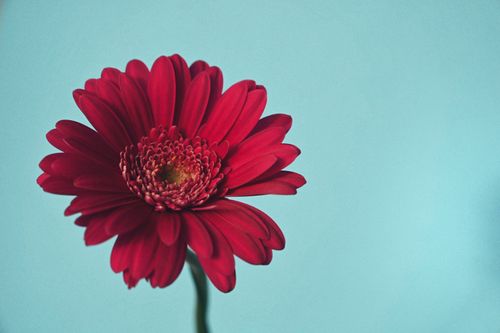 Free Close-up of a stunning red gerbera daisy with a blue backdrop, showcasing its vibrant petals. Stock Photo