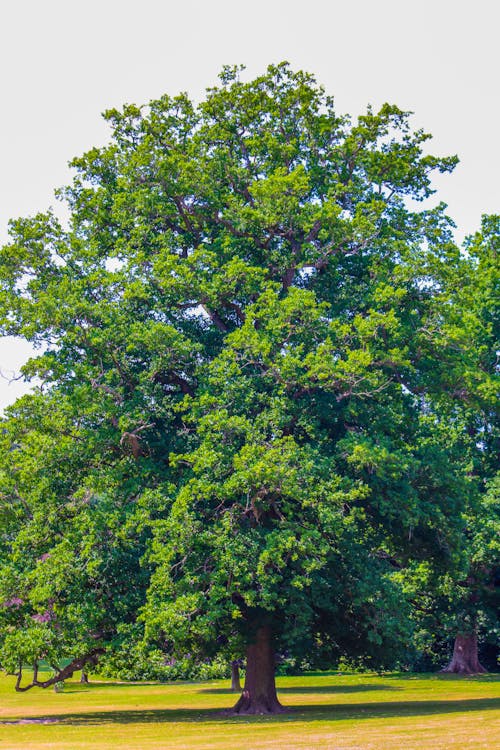 Darmowe zdjęcie z galerii z drzewo