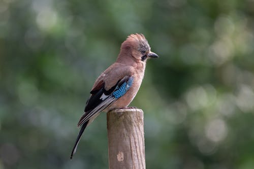 Small Jay Bird