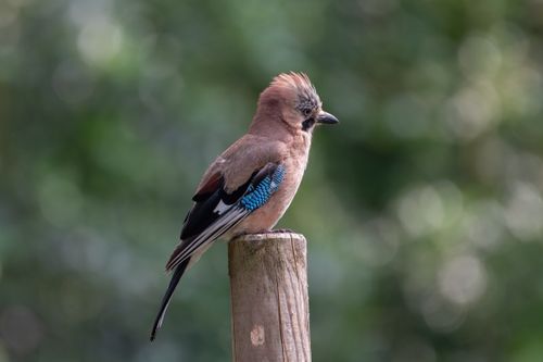 Free Close-up of a Eurasian jay perched on a wooden post with a blurred green background. Stock Photo