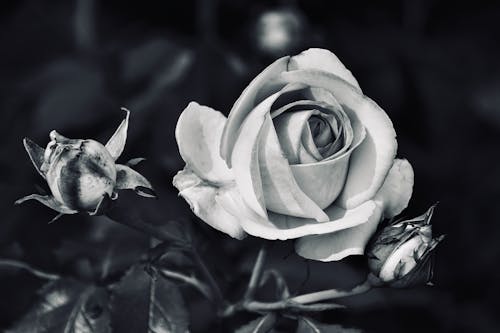 Rose in Black and White