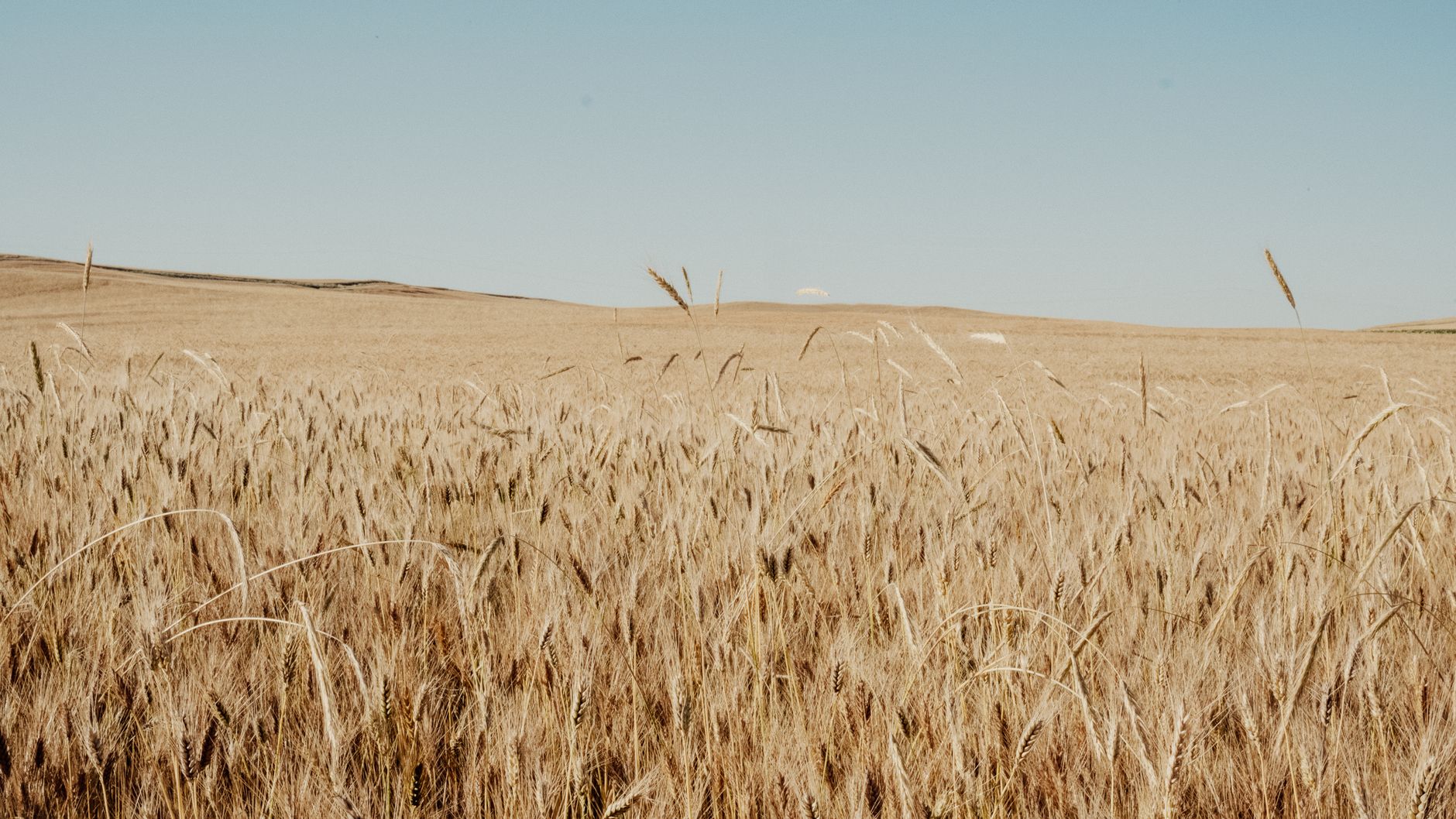 Expansive golden wheat field captured during daytime, symbolizing agriculture and abundance.