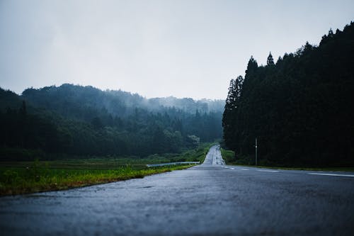 Wet Road in Forest after Rain