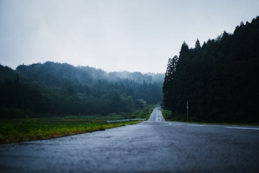 Wet asphalt road in a peaceful forest with mist creating a serene atmosphere.