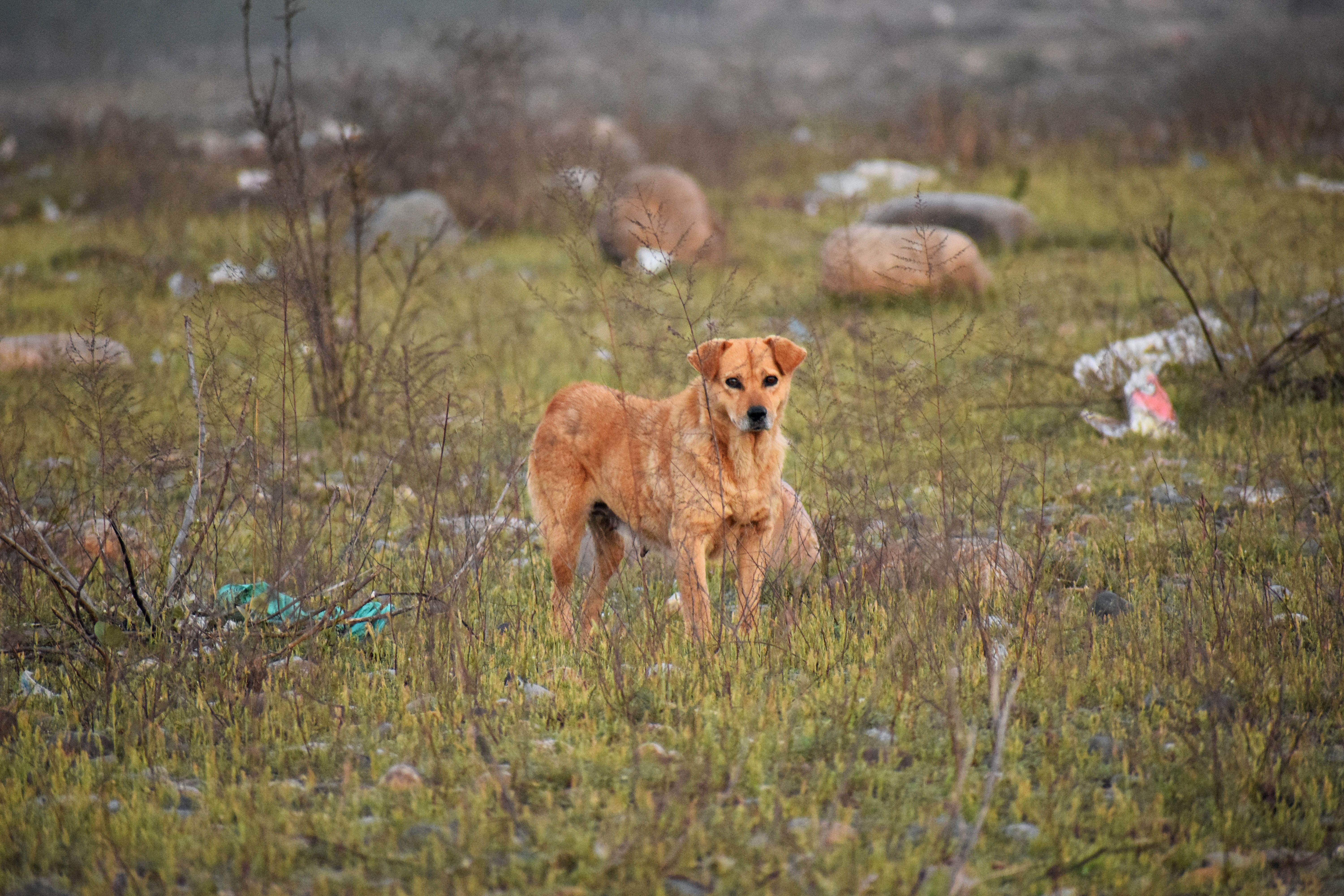 Detectan 2,800 perros y gatos sin supervisión en comisarías de la Reserva Cuxtal