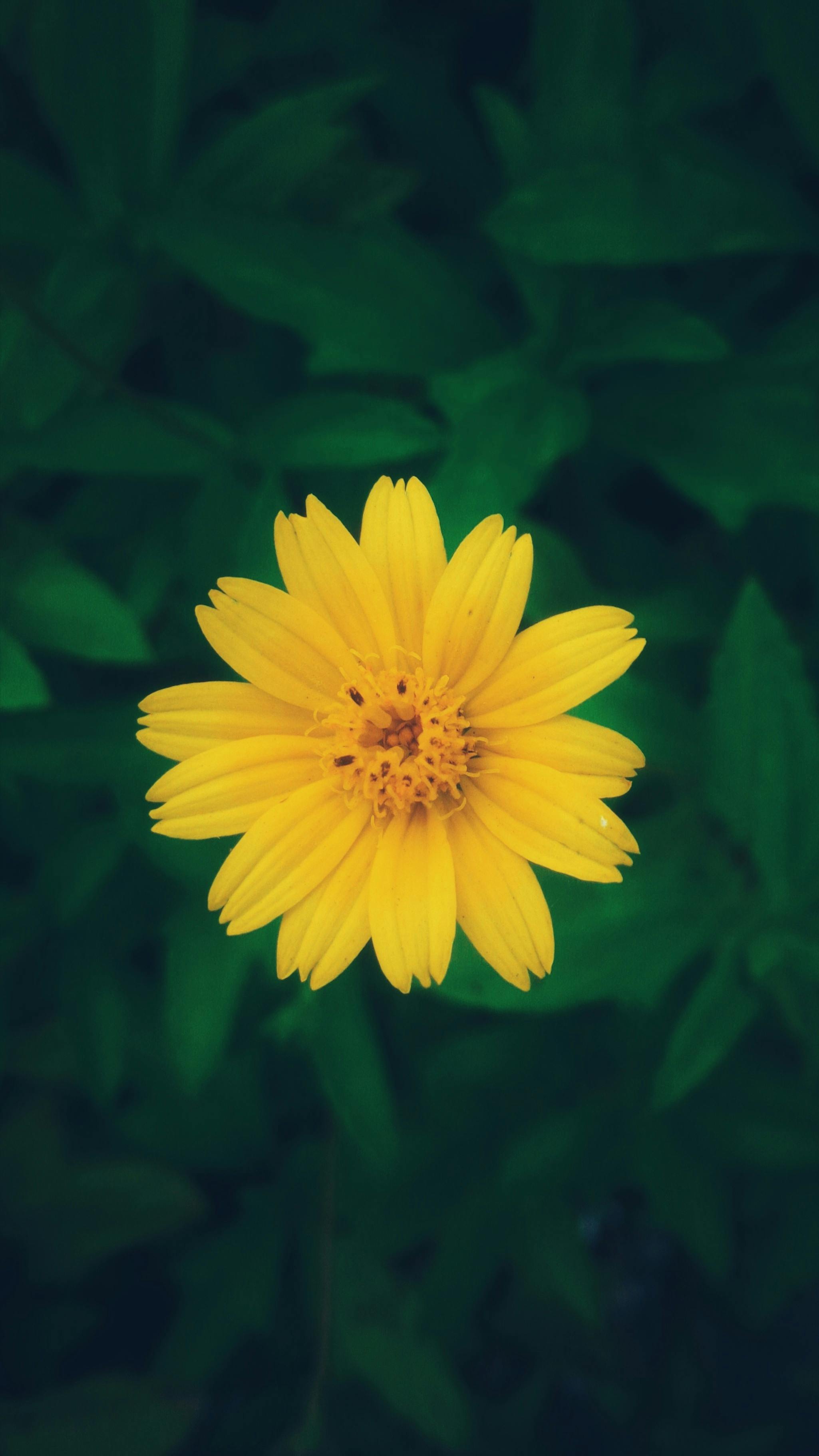 Free stock photo of flower, green, minimalism