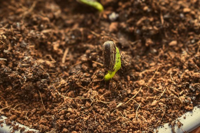 grow